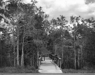 Design Pics - Dwarf Cypress trees boardwalk Everglades by Rudy Umans