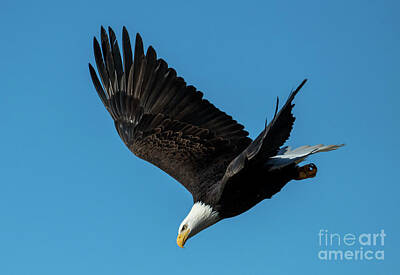 Birds Photo Rights Managed Images - Eagle Dive Royalty-Free Image by Michael Dawson