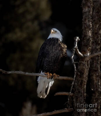 Steven Krull Royalty-Free and Rights-Managed Images - Eagle Eye in Eleven Mile Canyon by Steven Krull