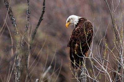 Landmarks Photos - Eagle Eyed Hunter by American Landscapes