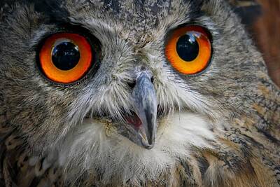 Fun Facts - Eagle Eyes Owl by Joy of Life Arts
