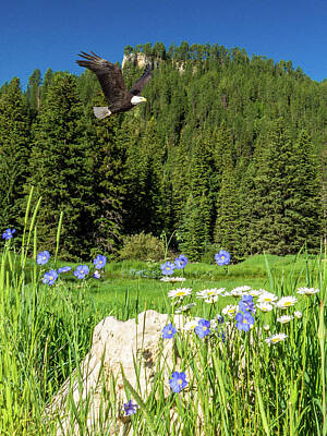 Grace Kelly Rights Managed Images - Eagle Flight over Wildflowers Royalty-Free Image by Patti Deters