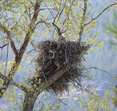 Grimm Fairy Tales Royalty Free Images - Eagle Nest Royalty-Free Image by Whispering Peaks Photography