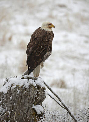 Tina Turner - Eagle on Watch by Whispering Peaks Photography