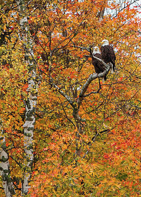 Mans Best Friend Rights Managed Images - Eagle Pair Autumn Royalty-Free Image by Patti Deters