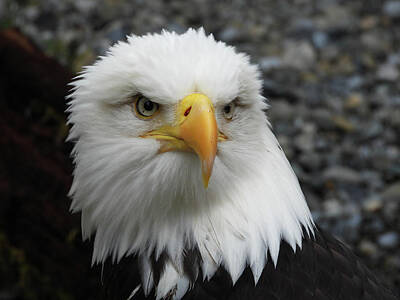 Animals Photos - Eagle Portrait 2 by Jennifer Wheatley Wolf