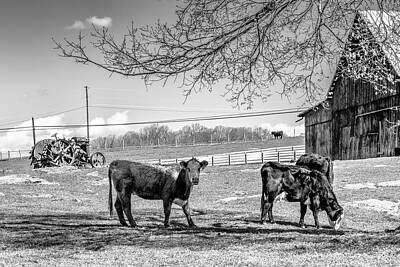 Target Project 62 Scribble - Early Spring Grazing by Jim Love