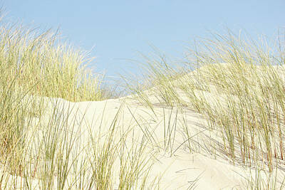 Back To School For Guys Royalty Free Images - Early Summer on the Dunes Royalty-Free Image by Eddie Barron