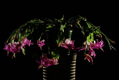 Barn Photography - Easter or Christmas Cactus, Schlumbergera cv, backlit by Bill Pusztai