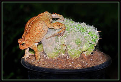 Landmarks Rights Managed Images - Eastern American Toad Royalty-Free Image by Constance Lowery