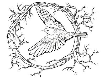 Birds Drawings Royalty Free Images - Eastern Bluebird First Bird of 2024 New Year - line art Royalty-Free Image by Katherine Nutt