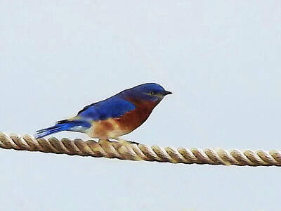 Snails And Slugs - Eastern Bluebird Perched on a Rope-Tightrope Walker by Shelli Fitzpatrick