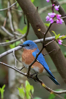 I Want To Believe Posters Rights Managed Images - Eastern Bluebird with Redbud Blooms Royalty-Free Image by Cascade Colors