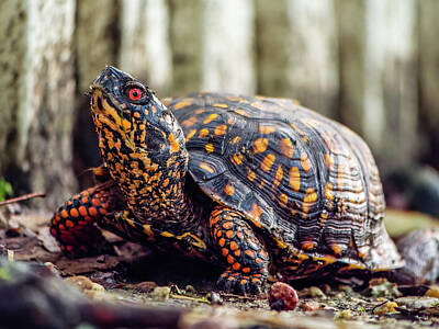 Reptiles Photos - Eastern Box Turtle in Williamsburg by Rachel Morrison