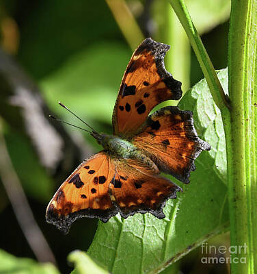 Christmas Wreaths Rights Managed Images - Eastern Comma Butterfly on a Leaf Royalty-Free Image by Kerri Farley