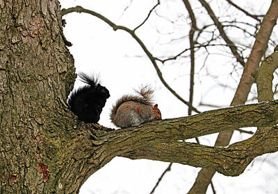 The Masters Romance - Eastern Grey Squirrels by Debbie Oppermann