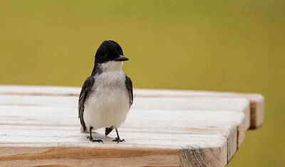 Lori A Cash Royalty-Free and Rights-Managed Images - Eastern Kingbird Sitting on Picnic Table by Lori A Cash