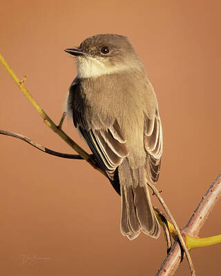Dan Beauvais Royalty-Free and Rights-Managed Images - Eastern Phoebe #5031 by Dan Beauvais