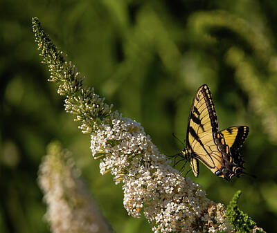 Lori A Cash Photos - Eastern Tiger Swallowtail on Butterfly Bush by Lori A Cash