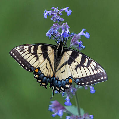 Word Signs - Eastern Tiger Swallowtail Wingspan by Patti Deters
