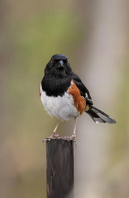 Birds Royalty Free Images - Eastern Towhee Song Bird Royalty-Free Image by Sandra J