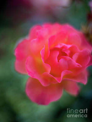 Impressionism Photos - Easy Does It Rose Lumens by Mike Reid