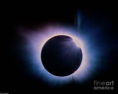 Birds Royalty Free Images - Eclipse Diamond Ring Royalty-Free Image by May Finch