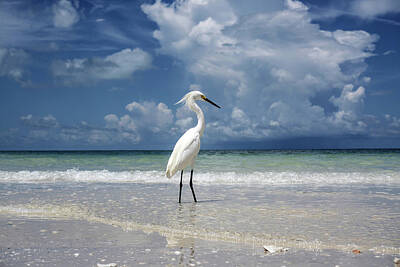 Beach Royalty-Free and Rights-Managed Images - Egret Beach by Joey Waves