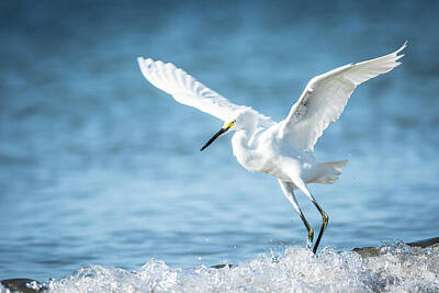 Blue Hues - Egret in Bonita Spring Beach by George Kenhan