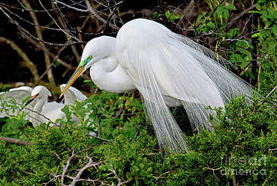Nighttime Street Photography Rights Managed Images - Egret Nesting Neighbors. Royalty-Free Image by Regina Geoghan