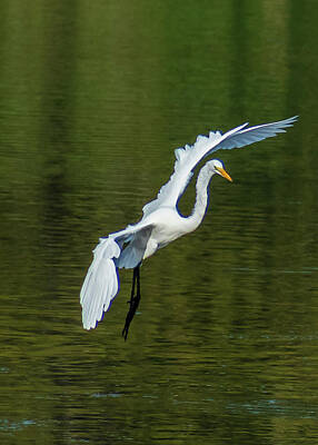 Birds Photos - Egret waterdancer by Pamela Bickett