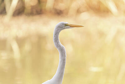 Portraits Rights Managed Images - Egrets Gaze Royalty-Free Image by Null Photography Group