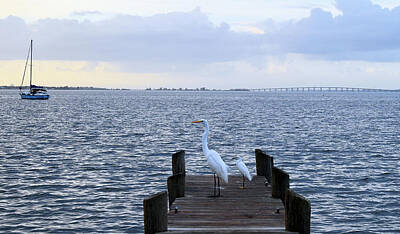 Food And Beverage Royalty Free Images - Egrets Sightseeing on a River Pier in Melbourne Florida Royalty-Free Image by Sheri Fresonke Harper