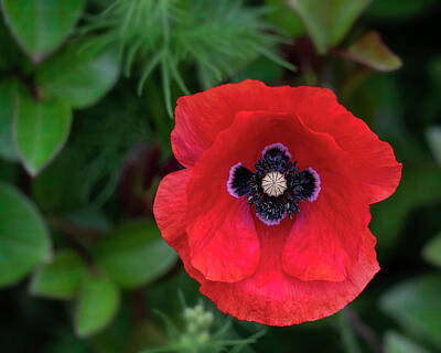 Lilies Royalty-Free and Rights-Managed Images - Elegance - Bright Red Poppy Flower by Lily Malor