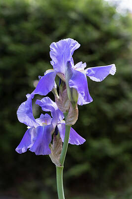 Floral Photos - Elegant Purple Iris in Bloom by Georgia Mizuleva
