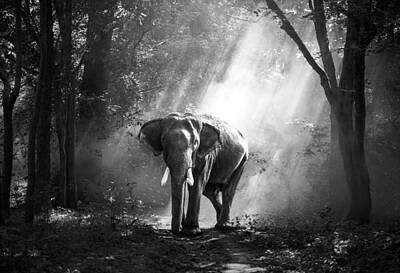 Animals Digital Art - Elephant-1822636 by Celestial Images