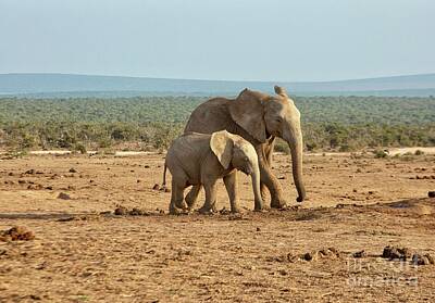 Animals Photo Royalty Free Images - Elephant mother and son together  Royalty-Free Image by Patricia Hofmeester