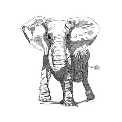 Animals Drawings - Elephant Pen and Ink by John Hopkins