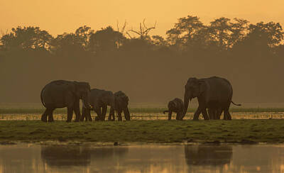Target Threshold Nature Royalty Free Images - Elephants in the Dusk Royalty-Free Image by Puttaswamy Ravishankar