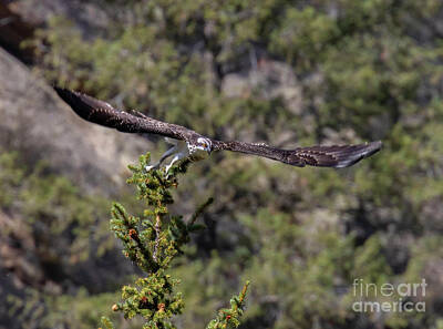 Impressionist Landscapes - Eleven Mile Osprey Wings Spread by Steven Krull