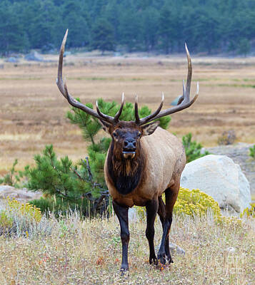 Steven Krull Royalty-Free and Rights-Managed Images - Elk Bugling on a Beautiful RMNP Morning by Steven Krull
