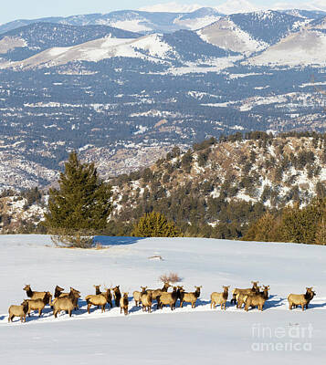 Steven Krull Royalty-Free and Rights-Managed Images - Elk Herd on Snowy Mountain by Steven Krull