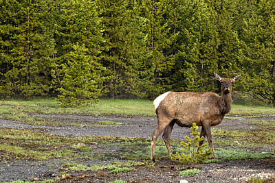 Fashion Paintings Rights Managed Images - Elk in Yellowstone Royalty-Free Image by Louis Daigle