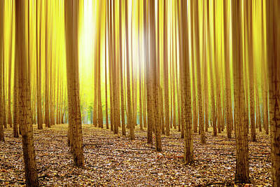 Fantasy Digital Art - Enchanted Autumn Forest 2 by Pelo Blanco Photo