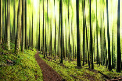 Fantasy Digital Art - Enchanted Forest by Pelo Blanco Photo