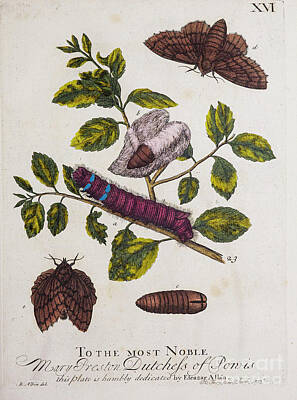 Animals Drawings - ENGLISH INSECTS 1749 r12 by Botany
