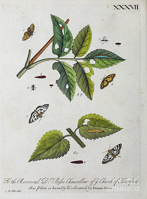 Spring Fling - ENGLISH INSECTS 1749 r26 by Historic illustrations