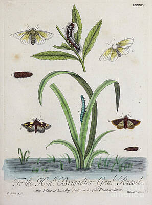 Animals Drawings - ENGLISH INSECTS 1749 r42 by Botany
