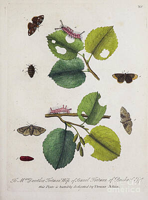 Animals Drawings - ENGLISH INSECTS 1749 r47 by Botany