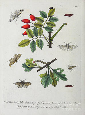 Animals Drawings - ENGLISH INSECTS 1749 r48 by Botany